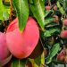 World’s most expensive mango cultivated in Karachi begins production