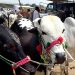 6.8 million animals to be sacrificed on Eid-ul-Azha in Pakistan