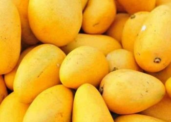 Pakistani Mango Festival in Dubai: A Sweet Celebration of Culture and Connection