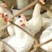 Chicken Prices Record Major Increase in Lahore