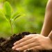 Karachi to Launch Major Tree Planting Campaign with 140,000 Saplings