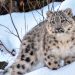 Snow Leopard to Become Pakistan’s International Symbol for Climate Change Adaptation