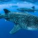 Endangered Whale Shark Spotted Near Charna Island in the Arabian Sea