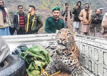 Rescued Leopard from Azad Kashmir Dies Due to Bullet Wounds