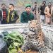 Rescued Leopard from Azad Kashmir Dies Due to Bullet Wounds
