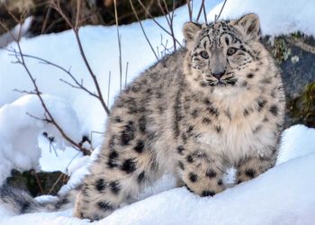 Pakistan Backs Global Initiative to Designate Snow Leopard as Climate Adaptation Symbol