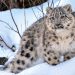 Pakistan Backs Global Initiative to Designate Snow Leopard as Climate Adaptation Symbol