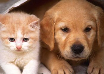 Pakistan to Host Its Inaugural International Animal and Environmental Rights Conference