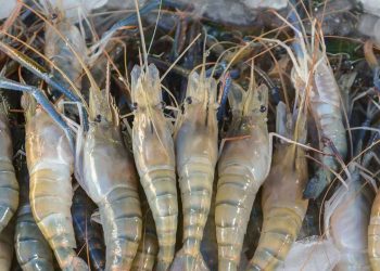 Punjab Launches Internship Program in Shrimp Farming to Empower Youth