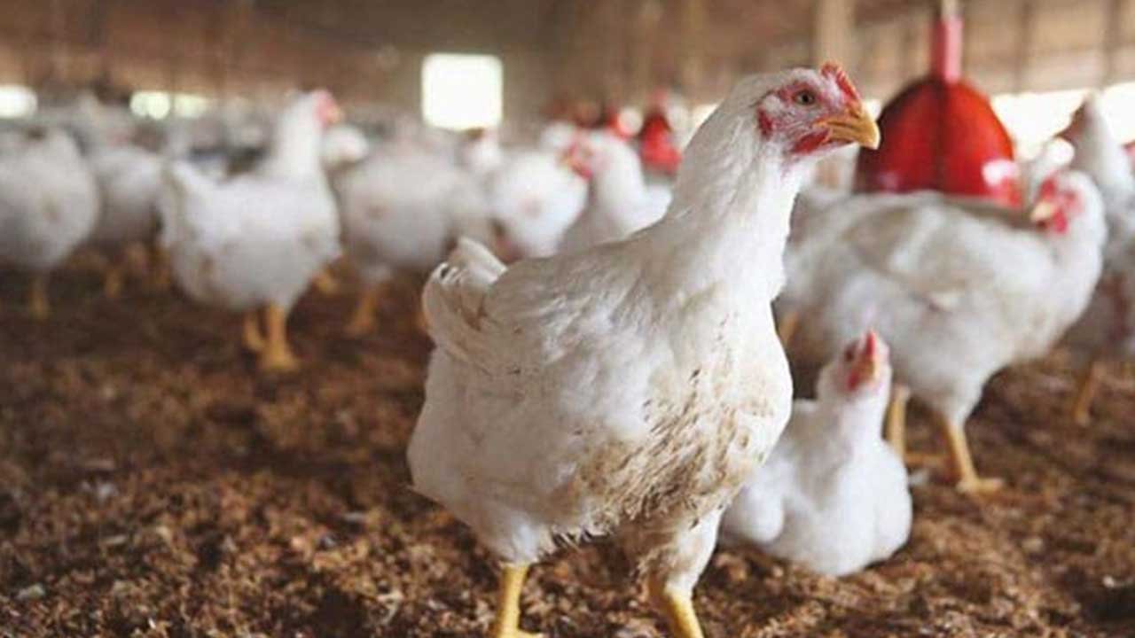 Shopkeepers Refuse to Sell Chicken at Govt Rate