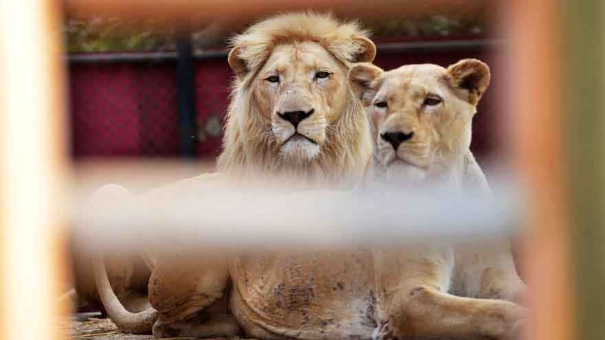 Punjab Chief Minister Maryam Nawaz Revokes Legal Permission for Pet Lions