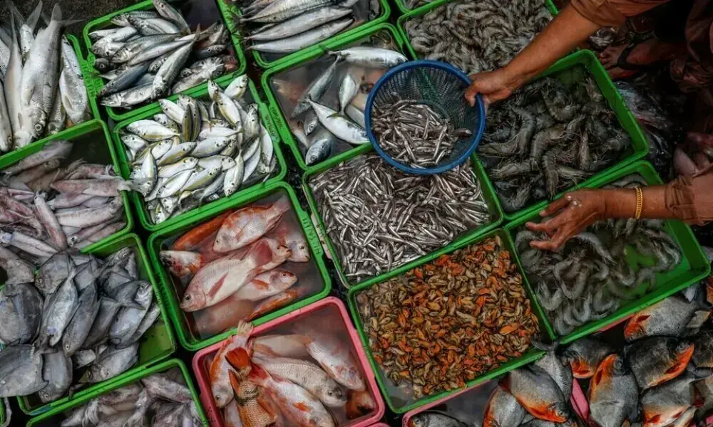 Pakistan’s seafood export jumps to $253mn in 1HFY26, up 22%