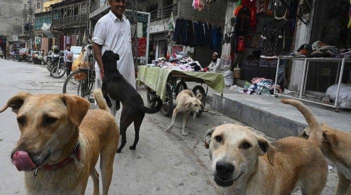 Sindh Records First Rabies Death of 2026 as 8-Year-Old Girl Dies in Sanghar