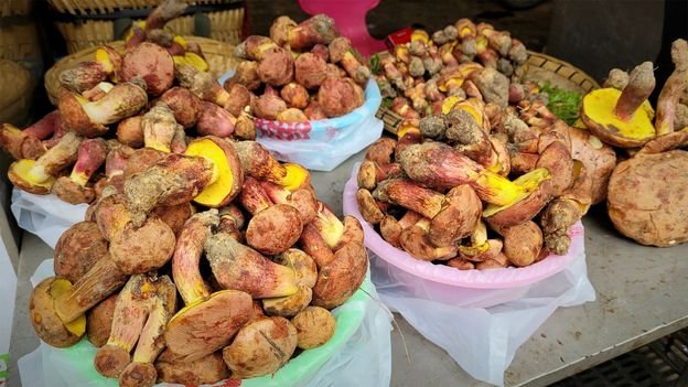 The Mushroom That Causes Hallucinations of Tiny Human Figures