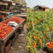 You Pay Rs 100 for Tomatoes. The Farmer Who Grew Them GetsRs 18