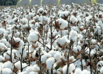 Weekly Cotton Review: Production surges 77pc despite textile sector woes