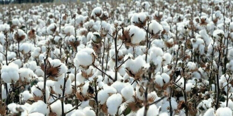 Weekly Cotton Review: Production surges 77pc despite textile sector woes