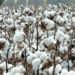 Weekly Cotton Review: Production surges 77pc despite textile sector woes