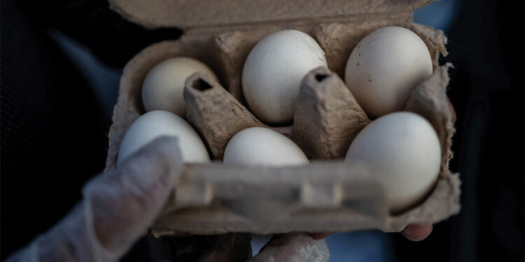 Poultry firm recalls nearly 1.6 mln dozen eggs over potential salmonella, US FDA says