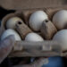 Poultry firm recalls nearly 1.6 mln dozen eggs over potential salmonella, US FDA says