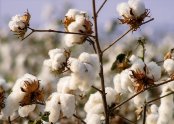 Cotton Prices Fluctuate Sharply as Rain Raises Crop Fears in Pakistan