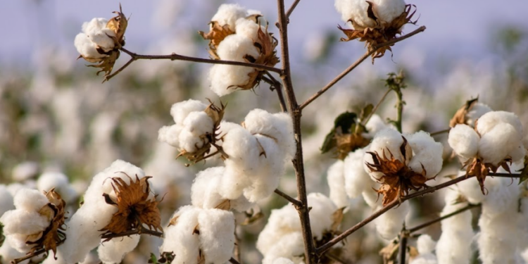 Cotton Prices Fluctuate Sharply as Rain Raises Crop Fears in Pakistan