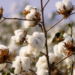 Cotton Prices Fluctuate Sharply as Rain Raises Crop Fears in Pakistan