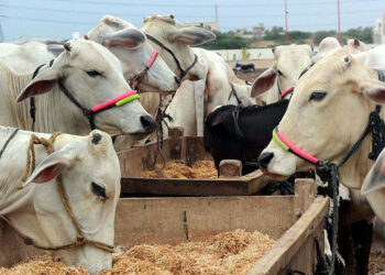 Punjab Unveils Rs149.9 Billion Plan to Push Pakistan's Livestock Exports Past $4 Billion