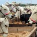 Punjab Unveils Rs149.9 Billion Plan to Push Pakistan's Livestock Exports Past $4 Billion