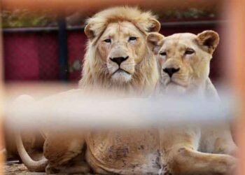 Punjab Chief Minister Maryam Nawaz Revokes Legal Permission for Pet Lions