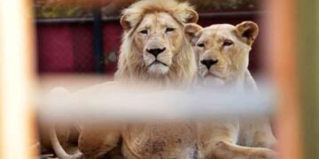 Punjab Chief Minister Maryam Nawaz Revokes Legal Permission for Pet Lions