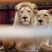 Punjab Chief Minister Maryam Nawaz Revokes Legal Permission for Pet Lions