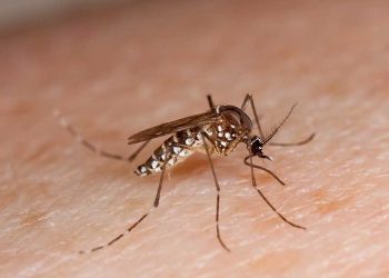 NIH Warns of Dengue Outbreak Following Heavy Rains in Pakistan