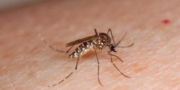 NIH Warns of Dengue Outbreak Following Heavy Rains in Pakistan