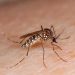 NIH Warns of Dengue Outbreak Following Heavy Rains in Pakistan