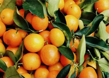 Pakistan’s Kinnow Exports Reach $40 Million in 45 Days Despite Afghan Market Closure