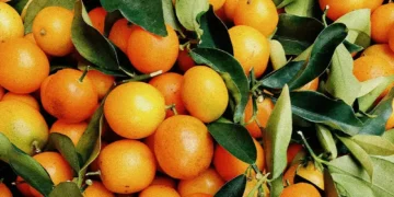 Pakistan’s Kinnow Exports Reach $40 Million in 45 Days Despite Afghan Market Closure