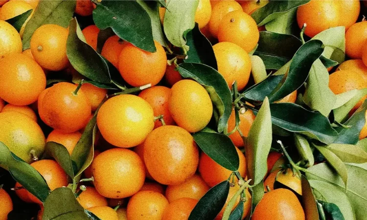 Pakistan’s Kinnow Exports Reach $40 Million in 45 Days Despite Afghan Market Closure