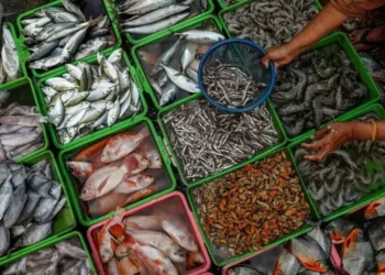 Pakistan’s seafood export jumps to $253mn in 1HFY26, up 22%