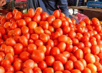 Tomato prices high