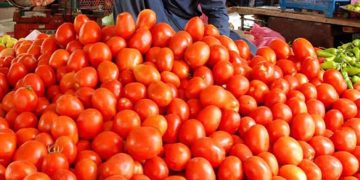 Tomato prices high