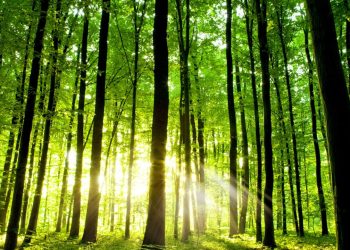 Punjab introduces satellite-based thermal imaging for forest monitoring