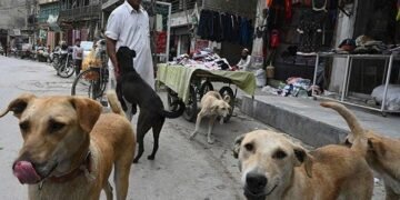 Sindh Records First Rabies Death of 2026 as 8-Year-Old Girl Dies in Sanghar