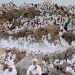 ‘Very blessed’: Muslim pilgrims pray at Mount Arafat in Haj apex